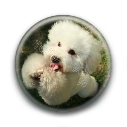 Badge Caniche Suppliant