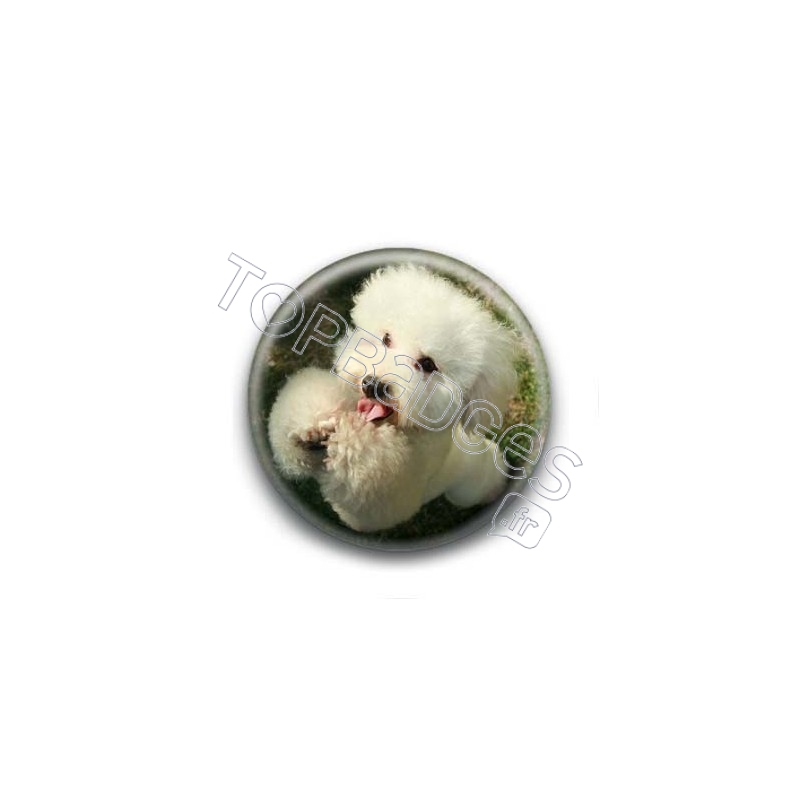 Badge Caniche Suppliant