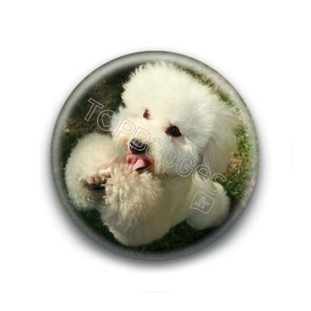 Badge Caniche Suppliant