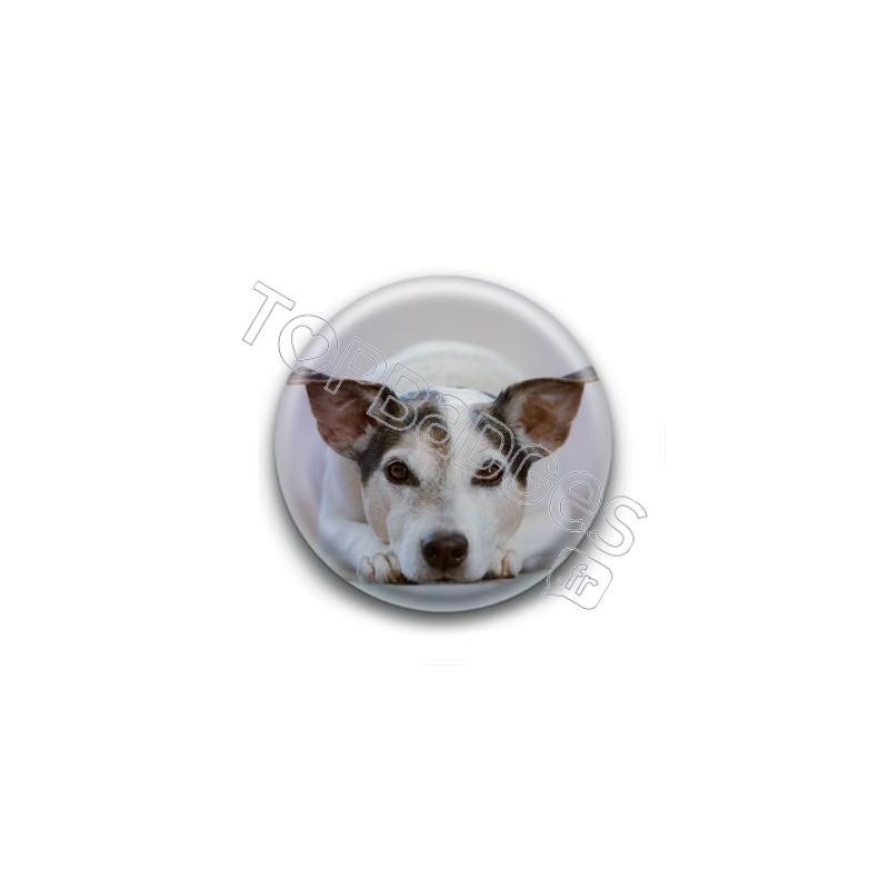 Badge Jack Russel