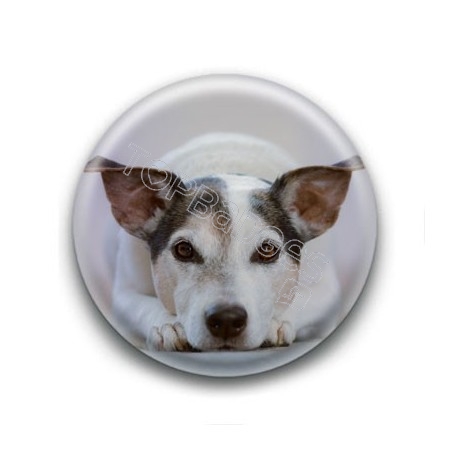 Badge Jack Russel