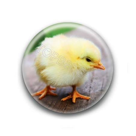 Badge Poussin